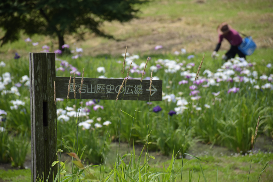 5月の花札はアヤメじゃなくてカキツバタ 燕子花 杜若 Ikinari Larc